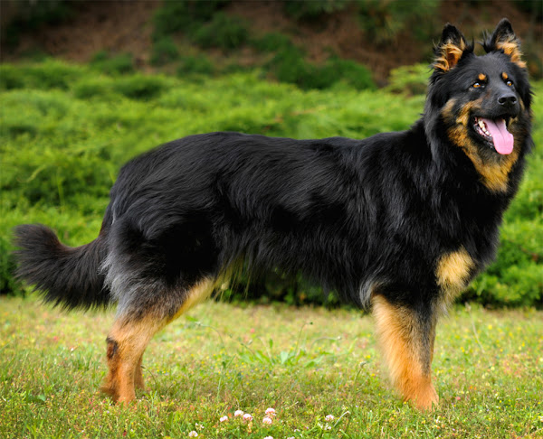 bohemian shepherd dog, bohemian shepherd dogs, about bohemian shepherd dog, bohemian shepherd dog appearance, bohemian shepherd dog breed info, bohemian shepherd dog breed facts, bohemian shepherd dog behavior, bohemian shepherd dog color, caring bohemian shepherd dogs, bohemian shepherd dog characteristics, bohemian shepherd dog facts, feeding bohemian shepherd dogs, bohemian shepherd dog info, bohemian shepherd dog temperament, bohemian shepherd dog history, bohemian shepherd dog origin, bohemian shepherd dog lifespan, bohemian shepherd dog temperament, bohemian shepherd dog uses