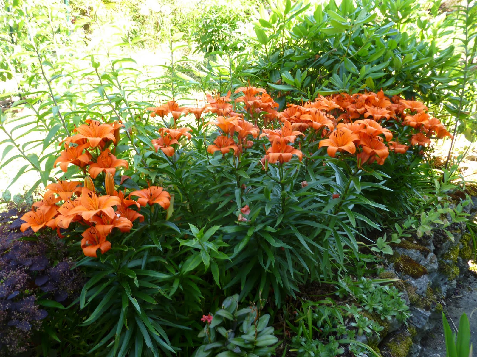 Daniel's Pacific NW Garden Lilies are blooming