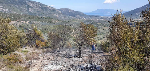 Πυρκαγιά στη θέση Μάντης Eπιδαύρου (Φώτο)