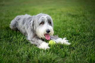Bearded Collie Facts
