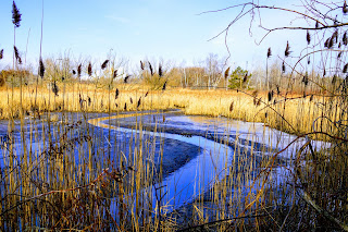 The pond in the East Point Park for the bird sanctuary.