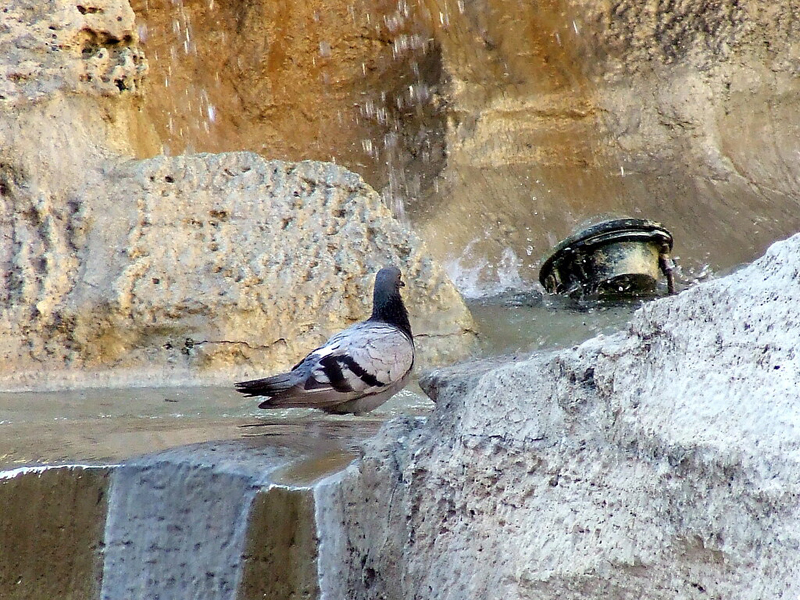 Fontana di Trevi, Rome The World Belongs to the Pigeons Now