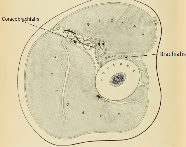 Science & Medicine: Brachialis muscle