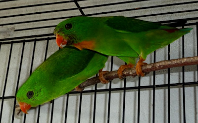 Download Bunyi Burung Serindit Mp3 Pikat Dan Masteran