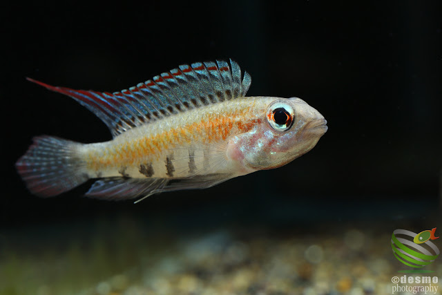 Apistogramma cf. diplotaenia