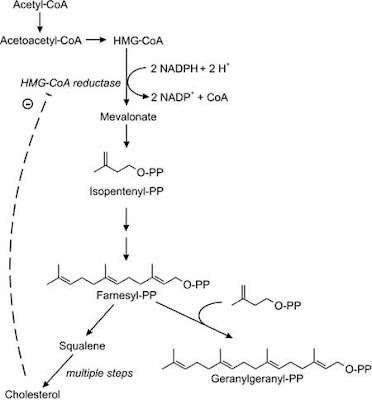 cholesterol synthesis