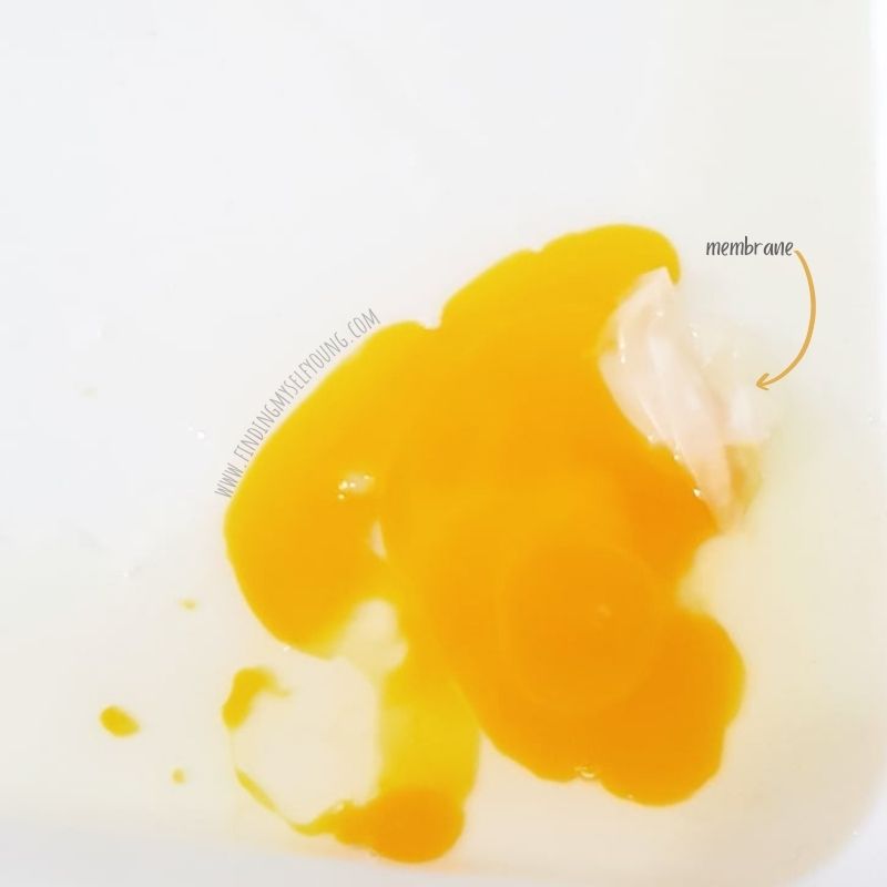 How to make a Bouncy Egg Finding Myself Young