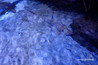 jakarta aquarium neo soho