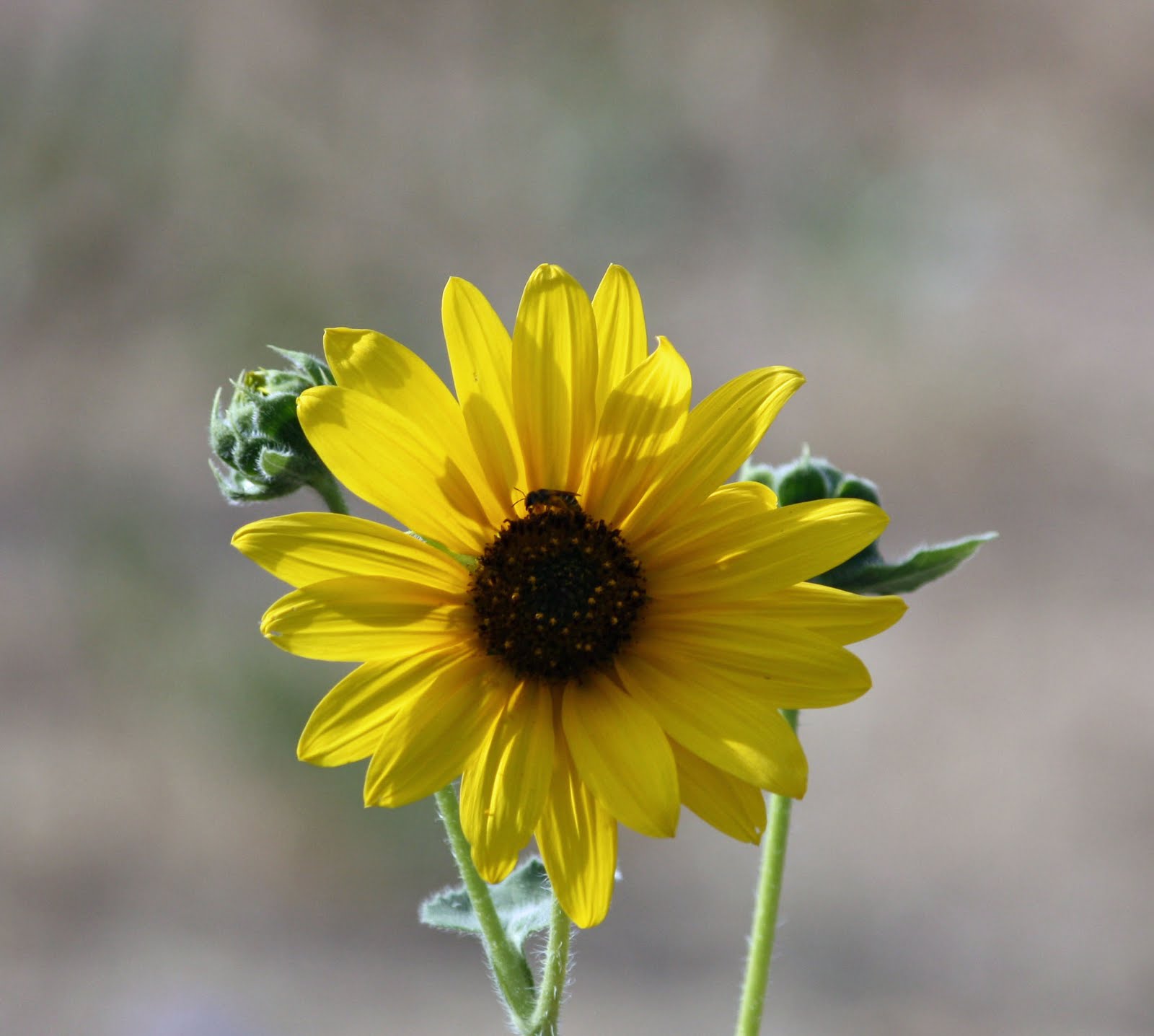 Boise Daily Photo Extras