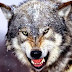 Γουρουνόσκυλο έπεσε θύμα της μανίας των λύκων στα Γιάννενα[προσοχή σκληρή φωτο]