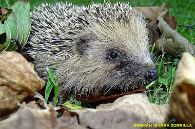 Erizo común (Erinaceus europaeus)