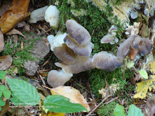 Pseudohydnum gelatinosum DSC127263