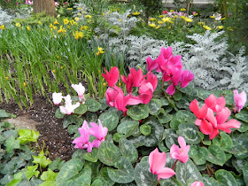 Cyclamens, yellow crocus and daffodils and dusty miller at the Toronto Allan Gardens Conservatory Spring Flower Show 2013 by garden muses: a Toronto gardening blog