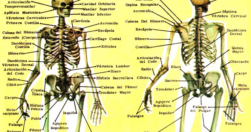 Funciones del esqueleto humano