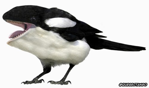 14-Magpie-and-Orca-a-Magporca-Graphics-Designer-Digital-Taxidermist-Animangler-www-designstack-co