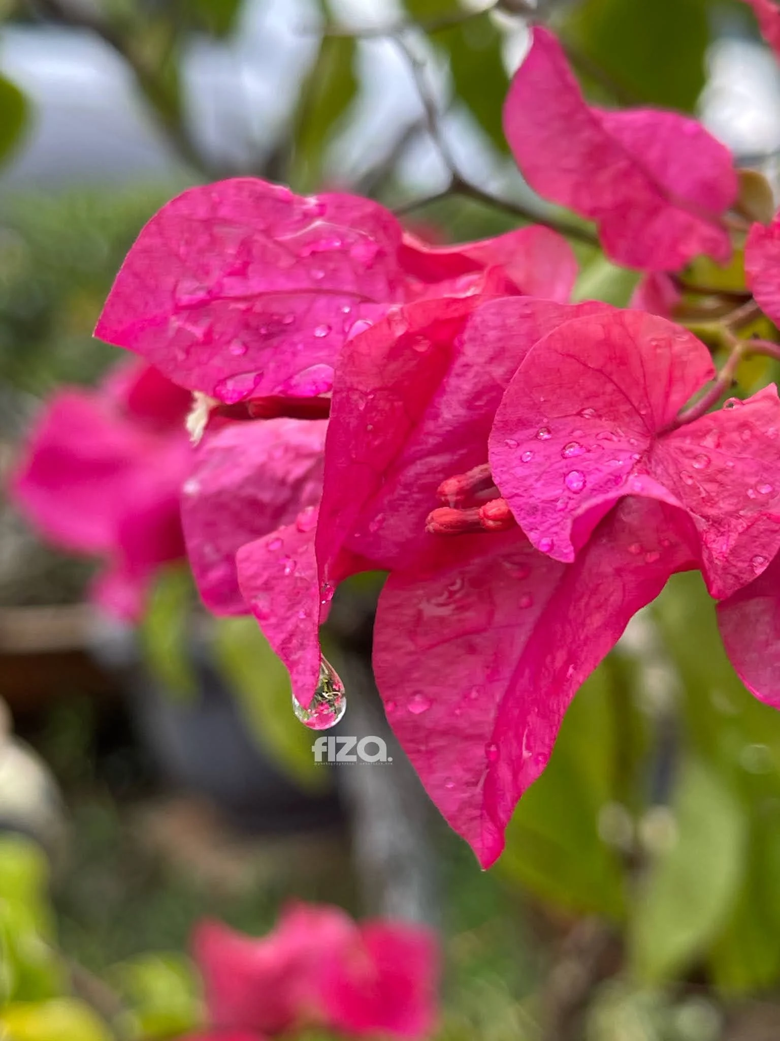 Bougainvillea