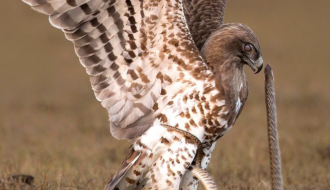 920 Gambar Burung Elang Vs Ular Hd Terbaru Gambar Burung