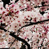 Beauty Of Nature Cherry Blossom