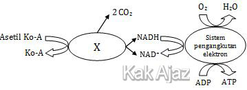 Pembahasan Biologi Un 2019 No 21 25