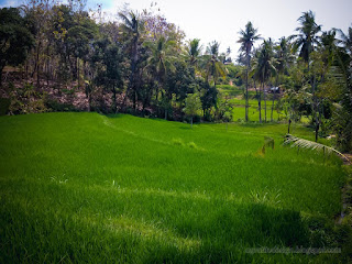 Countryside Rice Fields Landscape On A Sunny Day In In The Dry Season At The Village Ringdikit North Bali Indonesia