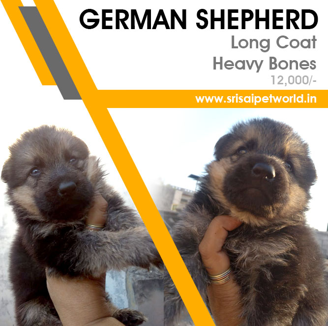 Get German Shepherd puppies in Delhi, Noida, Gurgaon, Haryana, Ambala, Jalandhar, Amritsar & Chandigarh