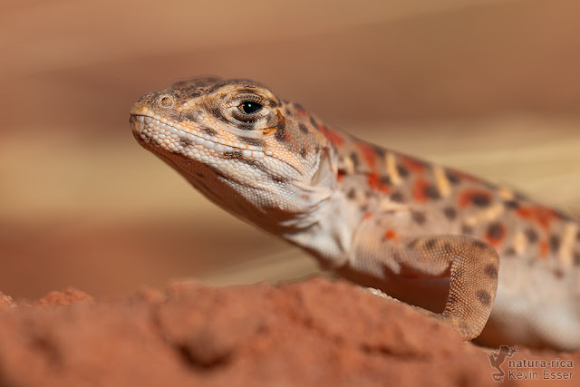 Gambelia wislizenii - Long-nosed Leopard Lizard