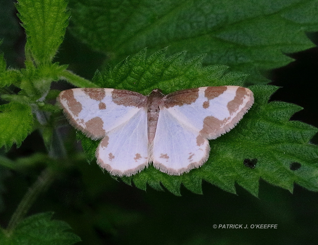 Raw Birds: CLOUDED BORDER MOTH (Lomaspilis marginata) Lullymore West