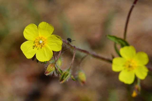 Tuberaria praecox Tuberaria praecox