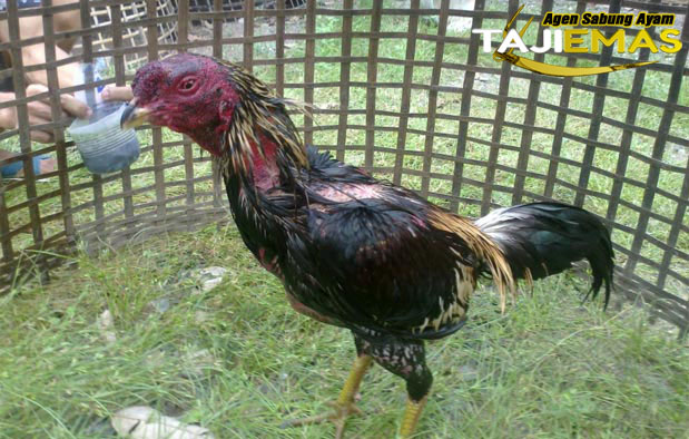 Ayam Bangkok Aduan Cara Perawatan Untuk Ayam Bangkok