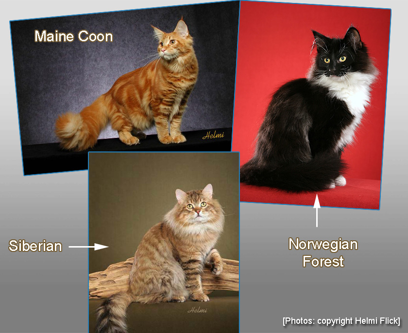 Are Maine Coons and Norwegian Forest cats related?