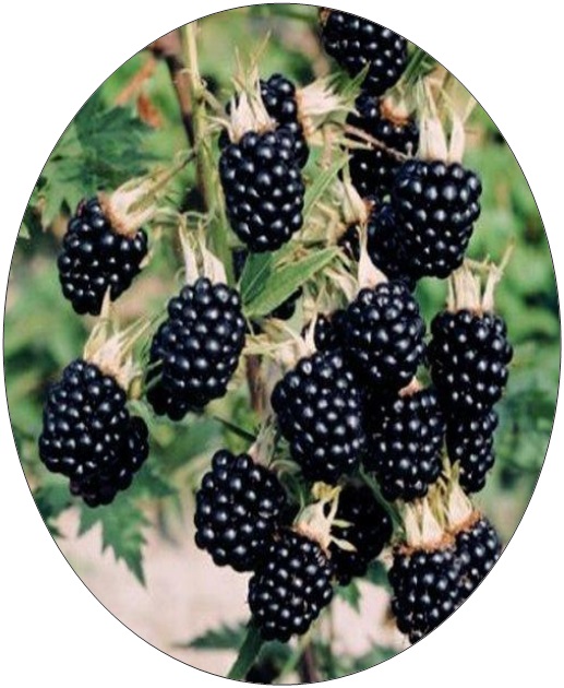 Jammu and Kashmir Medicinal Plants Introduction Centre Blackberry