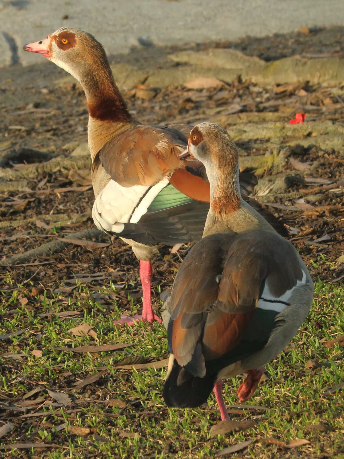 Tree in the Door's Fauna and Flora Egyptian Goose