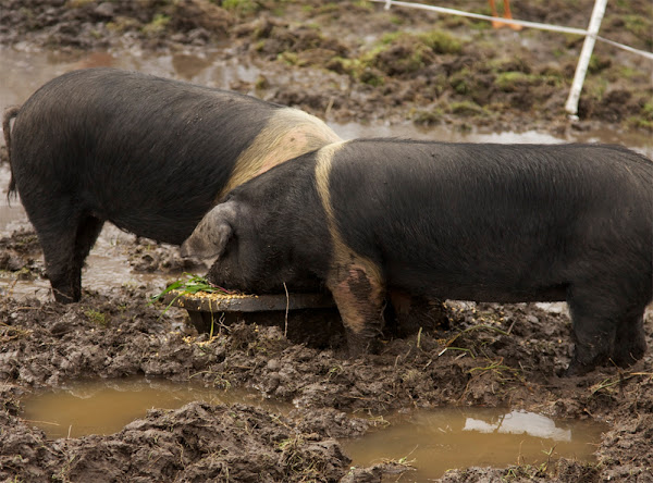 feeding pigs, feeding your pigs, pig feeding, how to feed pigs, guide for feeding pigs