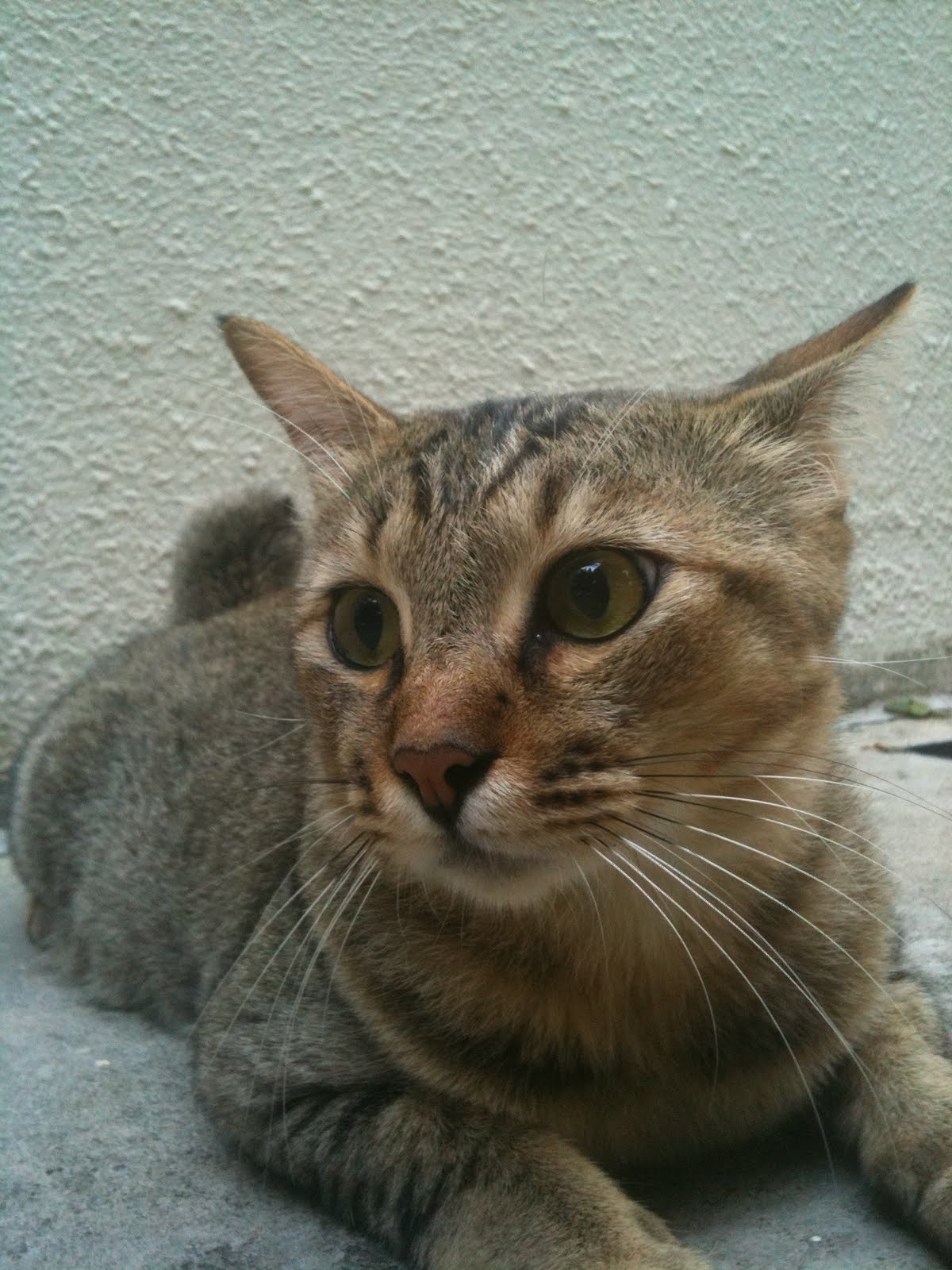 Singapore Community Cats A handsome Agouti Community Cat
