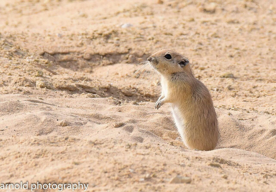 Birds of Saudi Arabia Fat Sand Rats near Jubail Record by Arnold Uy