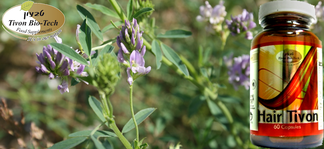 אתר ויטמין טבעון ביוטק