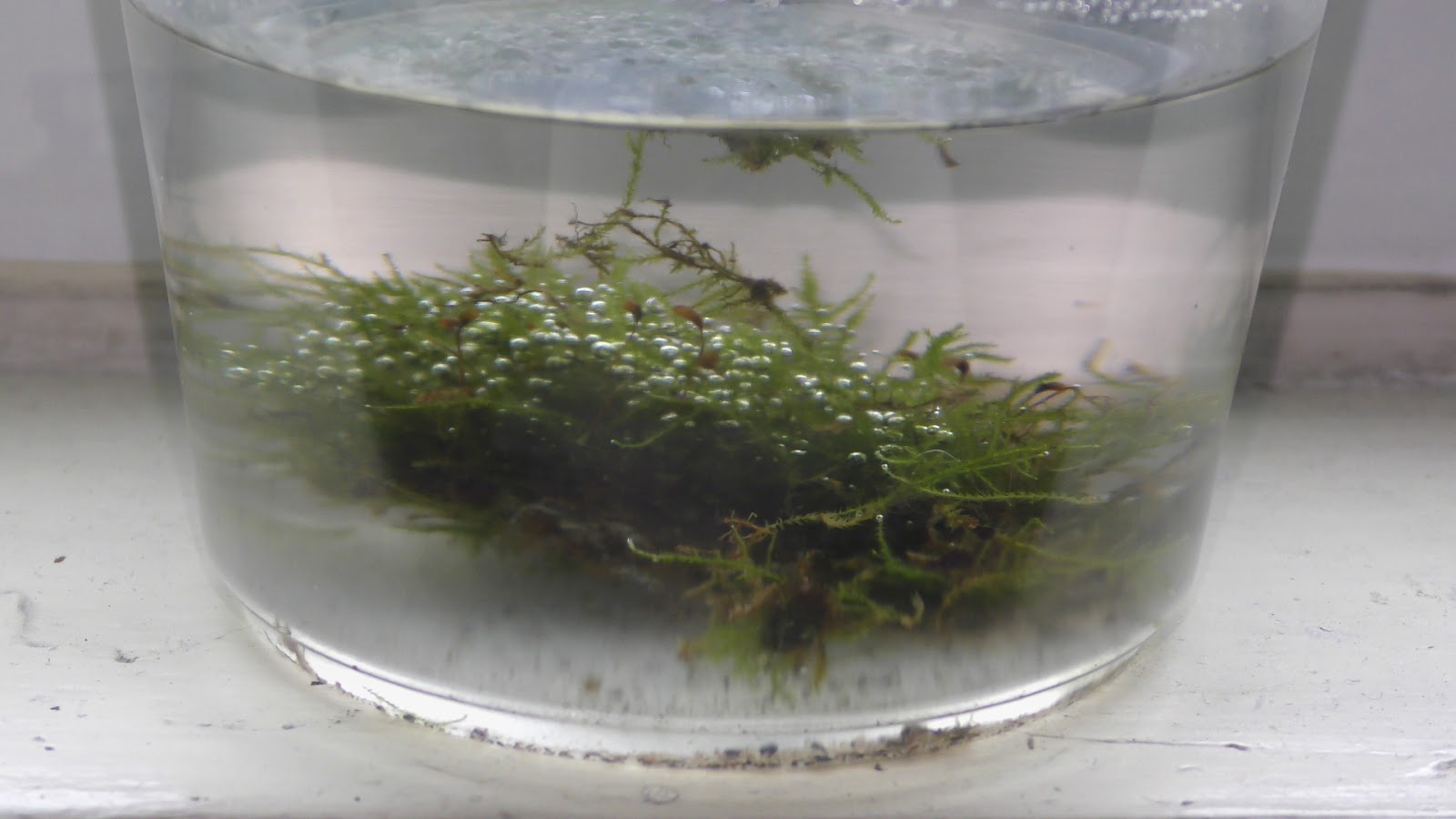 Random Bits Two Ways to Grow Land Moss Underwater