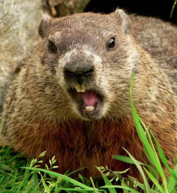Woodchuck