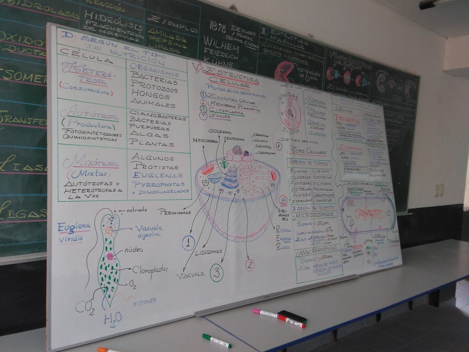 EL FASCINANTE MUNDO DE LAS CIENCIAS DE LA VIDA.