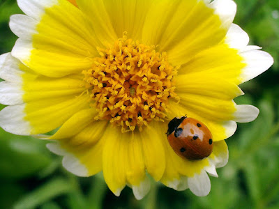 Ladybug: photo by Cliff Hutson