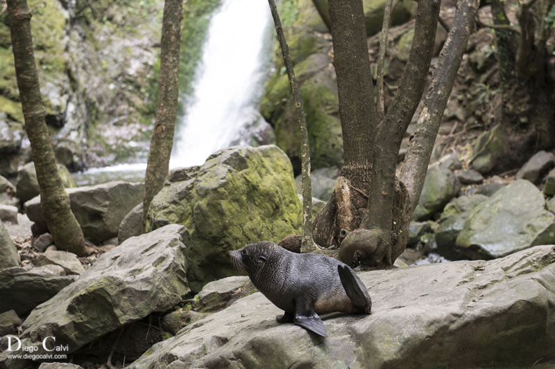 Nueva Zelanda en Campervan - Vuelta al mundo - Blogs de Nueva Zelanda - Desde Christchurch a Kaikoura (4)