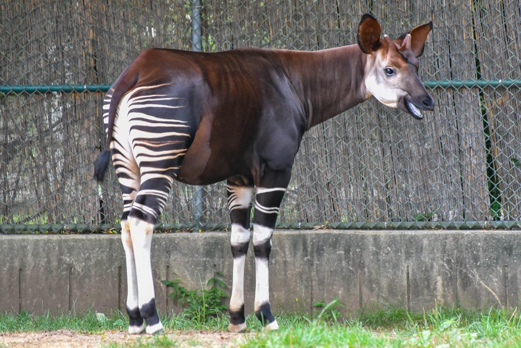 Okapi endangered animal habitat, adaptations & facts