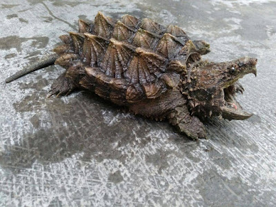 Alligator Snapping Turtle