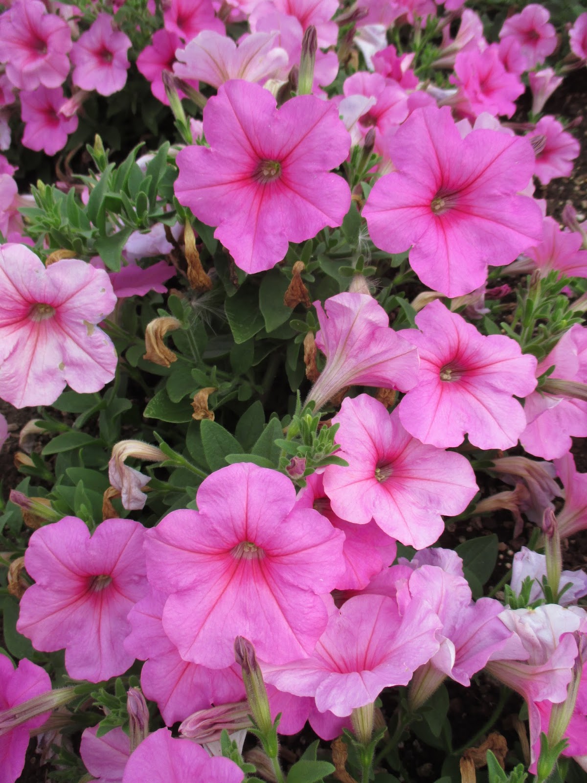 петуния изи вейв пинк пэшн. изи пинк. петуния вейв пинк ампельная. петуния вейв пинк. изи пинк.