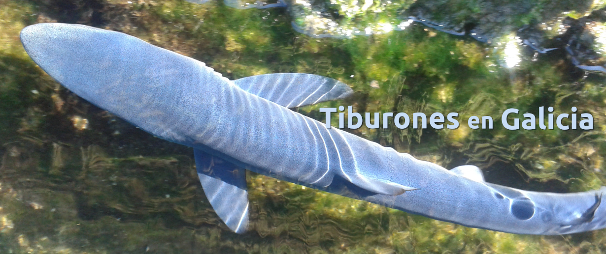 Tiburones en Galicia