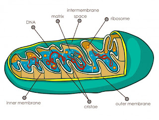 माइटोकॉन्ड्रिया को कोशिका का पावरहाउस क्यों कहा जाता है ?   |    Why are mitochondria known as the powerhouse of the cell ?