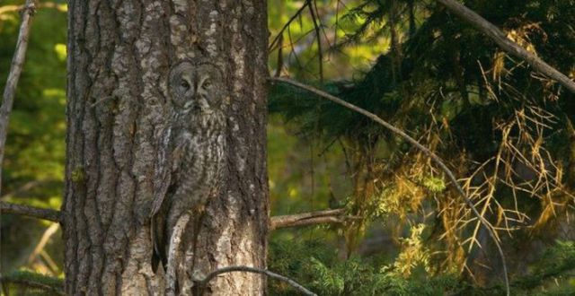 camouflage-owl-big