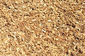 Fan Tex Ash Tree Pros And Cons