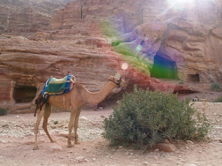 Camellos y actividad en Petra
