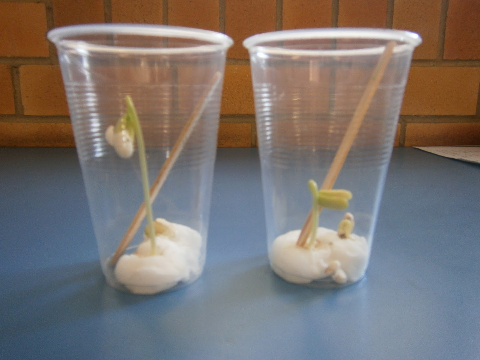 Plant diary: Our bean seed experiment bean germination diagram 